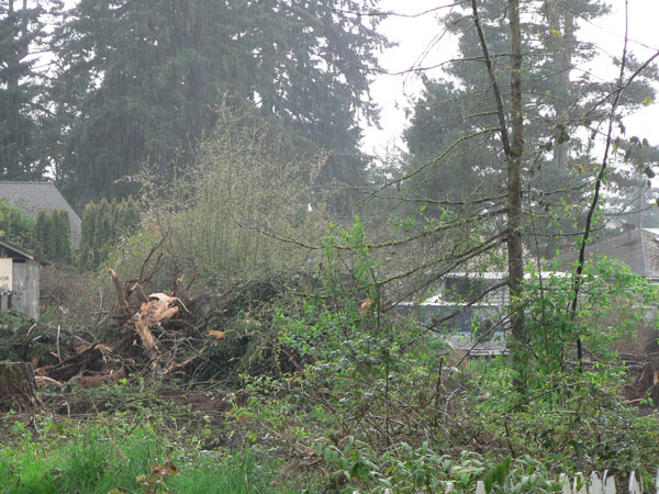 next-door-trees-gone.jpg