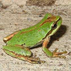 Pacific Tree Frog Pacific Tree Frog