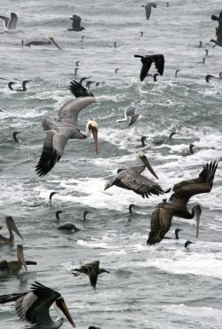 Feeding Frenzy of Cormorants and Brown Pelicans by Flickr user Mike Baird