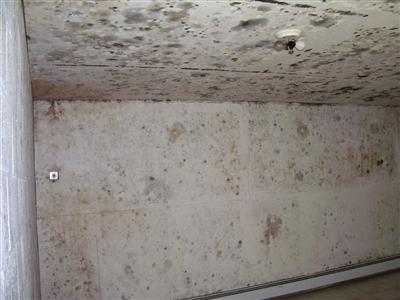 Mold1.jpg