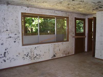 Mold2.jpg