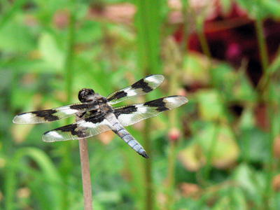 Some Cool Dragonfly