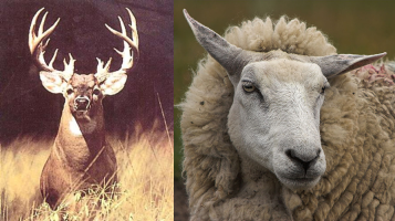 Buck vs. Sheep