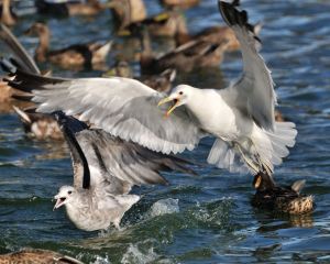 Feeding frenzy in the duck pond by Flickr user Jason Foster