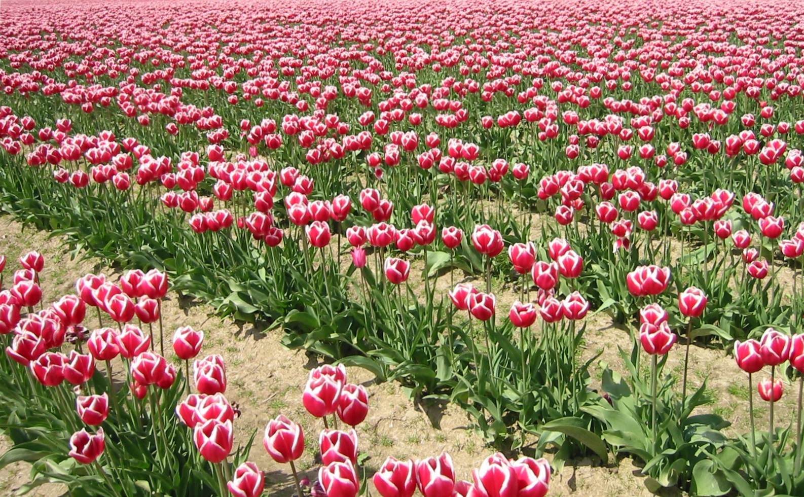 Tulips!